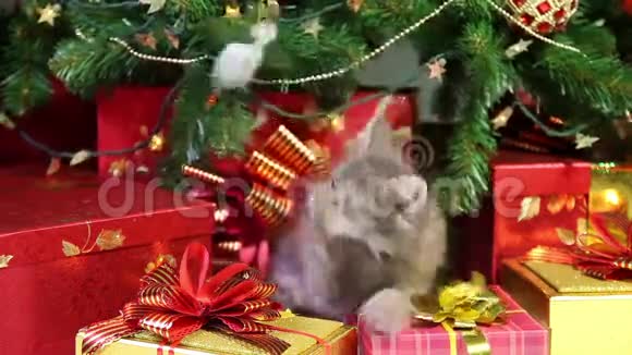 在圣诞树下嬉戏的小猫视频的预览图