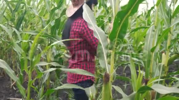 聪明的生态生活方式是收获农业耕作的概念农民女孩植物研究员收割玉米芯视频的预览图