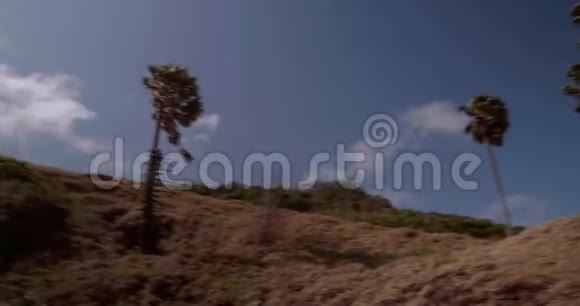 阳光明媚的棕榈树视频的预览图