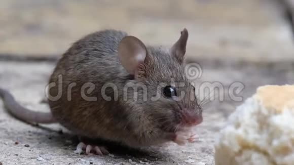 老鼠在城市花园里吃东西视频的预览图