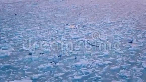 日落时海鸥在天空中盘旋在冰冻的海洋上慢动作朗肖特视频的预览图