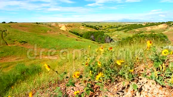 巴德兰兹国家公园的野花视频的预览图