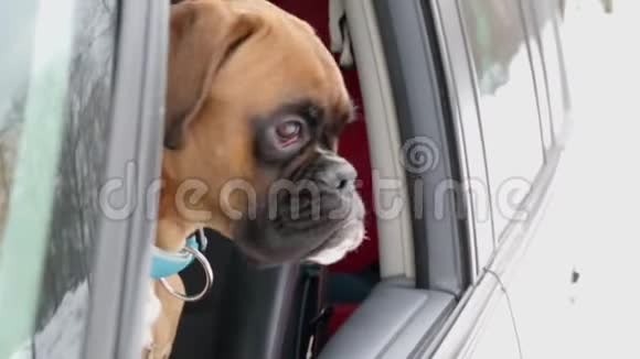 义和团狗坐在驾驶座上视频的预览图