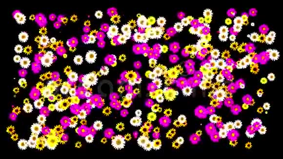 花圃盛开的彩色花朵的草甸动画背景包括阿尔法频道视频的预览图