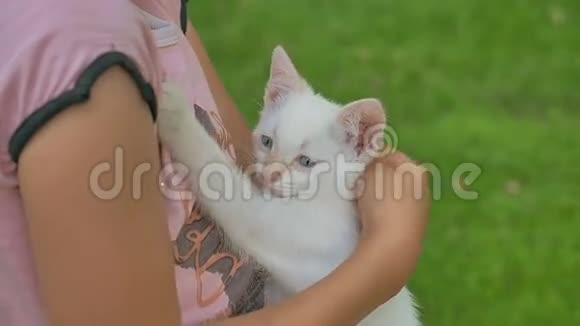布鲁内特女孩抱着小猫她的小猫手臂爱户外视频的预览图