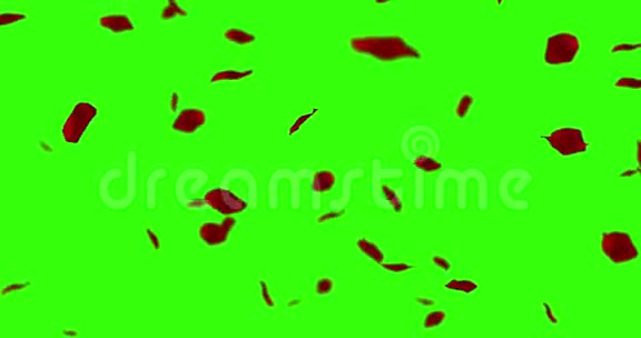 红玫瑰花瓣在彩色钥匙上飞舞绿色屏幕背景假日爱情关系和情人节视频的预览图
