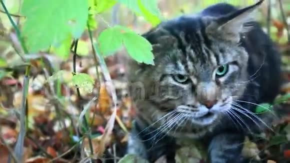 秋天树下的大缅因猫视频的预览图