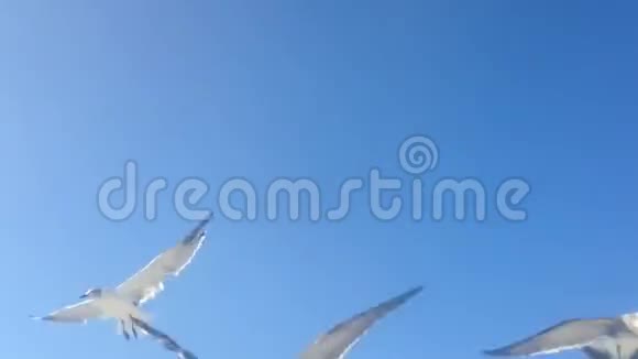 海鸥飞来飞去互相呼喊互相攻击以捕捉被人抛掷的食物视频的预览图