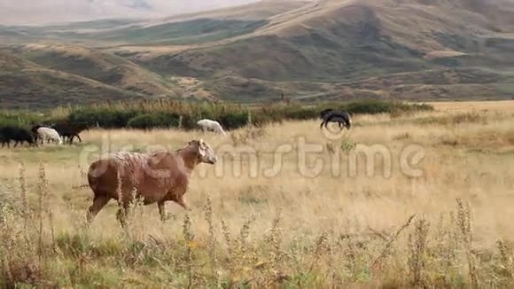 放牧的绵羊视频的预览图