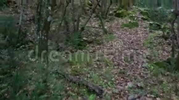 森林里的小径视频的预览图