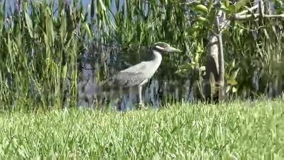 佛罗里达的黄冠夜鹭视频的预览图