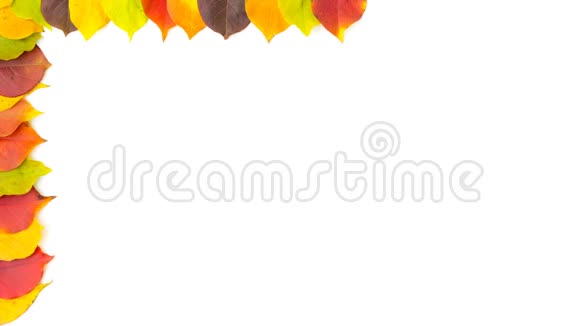 秋天色彩斑斓的秋叶在白色上隔离的边框4K动画视频的预览图