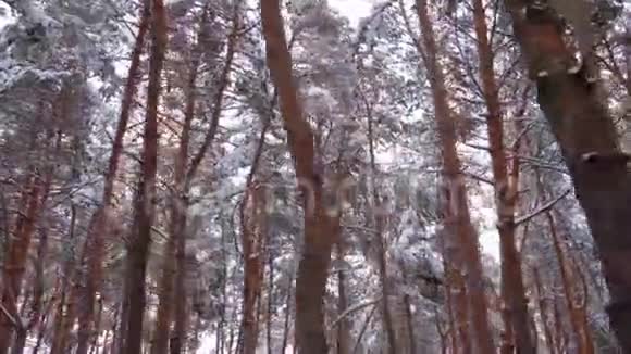 飞越冬松树森林视频的预览图