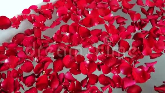 印度北方邦阿格拉阿玛尔别墅酒店浴缸中的红色玫瑰花瓣拍摄视频的预览图