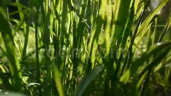 绿草宏美背景夏天高清视频镜头1920x1080静态摄像机视频的预览图