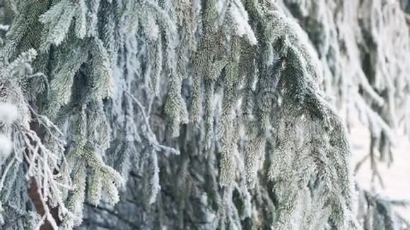 冬日结霜的冷杉枝杜莉视频的预览图