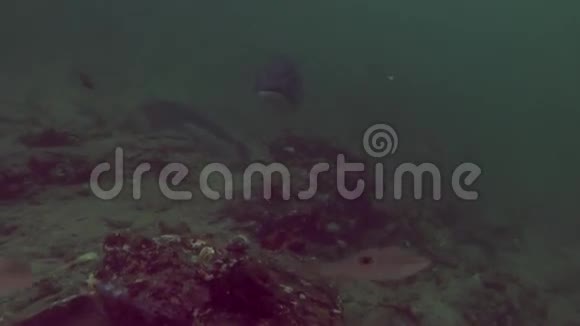 新西兰海底清澈海底背景下独特的美丽鱼类视频的预览图