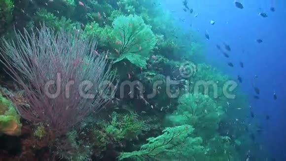 珊瑚礁有巨大的海扇视频的预览图