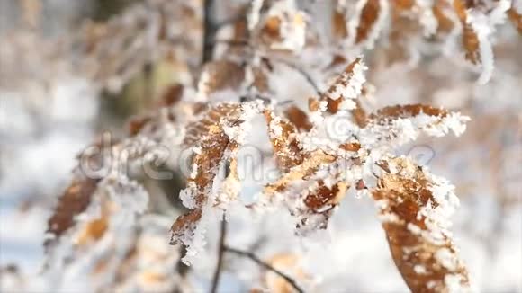 枝和黄叶覆盖霜大自然视频的预览图