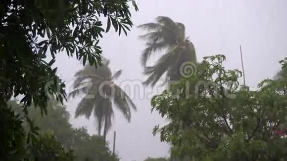 热带大雨中的棕榈树视频的预览图