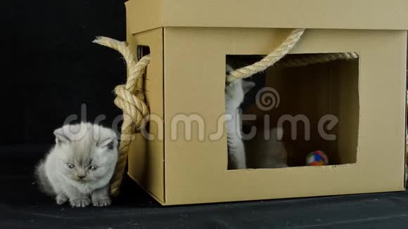 小猫玩纸板箱视频的预览图