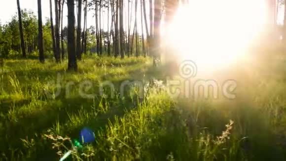 森林绿树移动视频的预览图