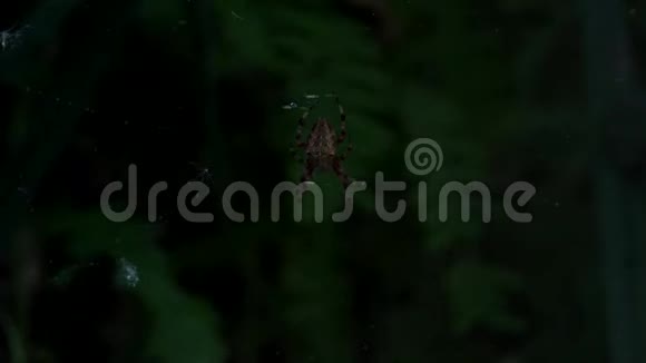 蜘蛛网在黑暗的森林里晨露织网视频的预览图