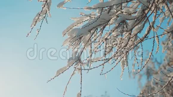 枯冻的榆树在冰枝上冬天白天雪在雪的阳光下阳光照耀着美丽的风景干树榆树视频的预览图