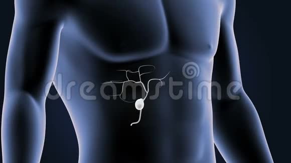 胆囊在人体中的位置视频的预览图