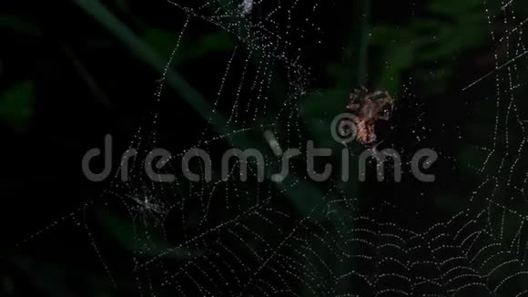 蜘蛛网在黑暗的森林里晨露织网视频的预览图