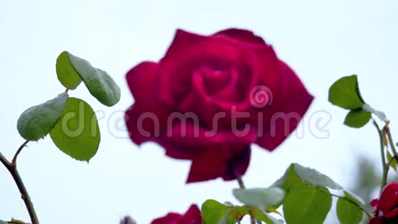 雨后大红玫瑰特写视频的预览图