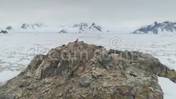 南极海岸企鹅群鸟瞰视频的预览图