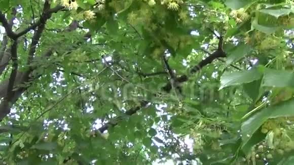 树的叶子和花朵随着风吹得紧紧的蒂莉亚视频的预览图