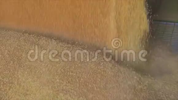 小麦在仓库特写小麦收获小麦仓库视频的预览图