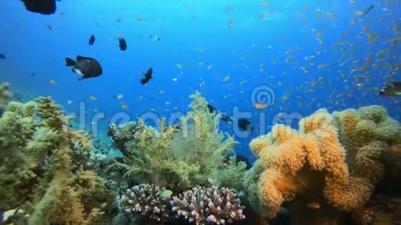 水下热带多彩礁视频的预览图
