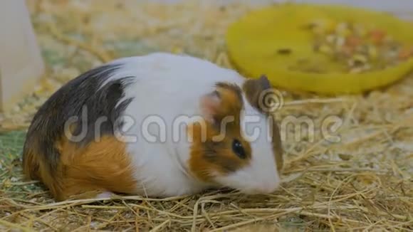 几内亚猪在动物园吃干草视频的预览图