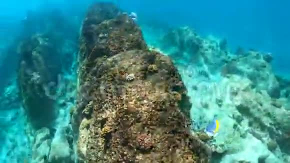 潜水和浮潜塞舌尔视频的预览图