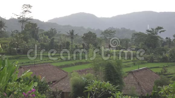 从无人驾驶飞机上看到山和农民的房子的水稻梯田印度尼西亚巴厘视频的预览图