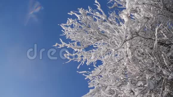 枯冻的榆树在冰枝上冬天白天雪在雪的阳光下阳光照耀着美丽的风景干树视频的预览图
