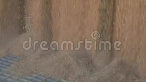 仓库里的小麦特写镜头小麦收获小麦仓库视频的预览图