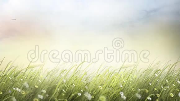 夏季草地全景1080p30fps视频的预览图