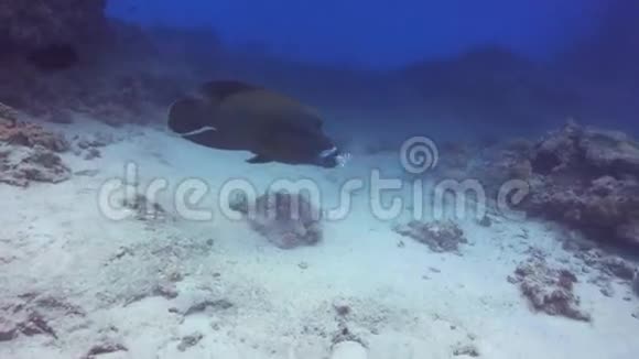 珊瑚礁上的拿破仑鱼视频的预览图