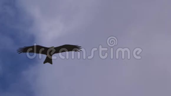 一只鹰在空中飞行的慢镜头视频的预览图