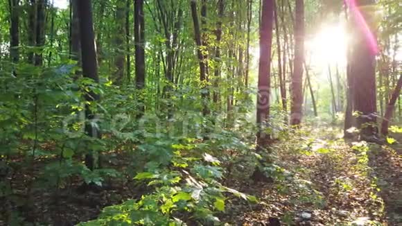 绿林有树有太阳视频的预览图