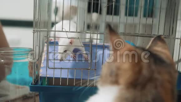 猫在笼子里抓到一只白色宠物老鼠慢动作视频猫在玩老鼠老鼠的有趣视频猫猫视频的预览图