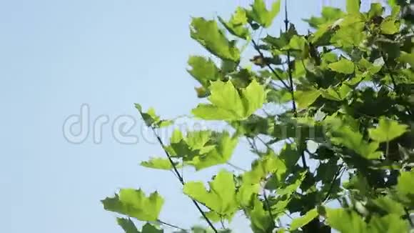 大风天夏天的树视频的预览图