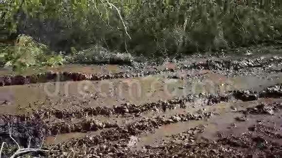秋天森林里肮脏潮湿的路国外视频的预览图