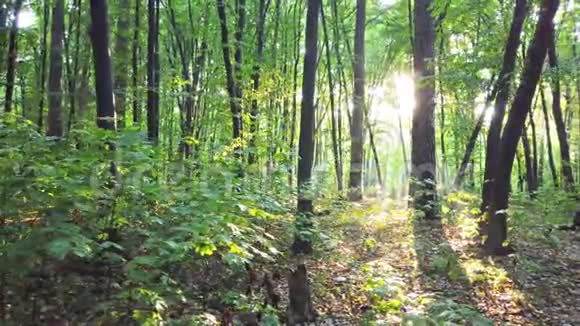 绿林有树有太阳视频的预览图