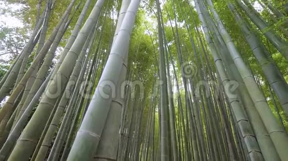 镰仓竹林惊人的广角景观视频的预览图