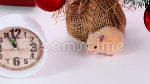 白鼠爬在新年装饰品圣诞树玩具球上新2020年和2032年的象征视频的预览图